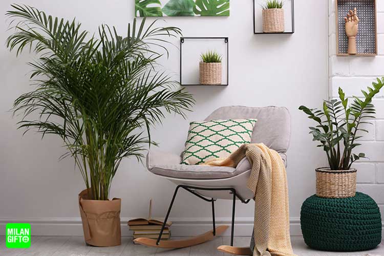 بهترین گل‌های آپارتمانی برای هدیه دادن