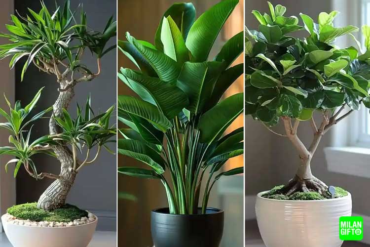 بهترین گل‌های آپارتمانی